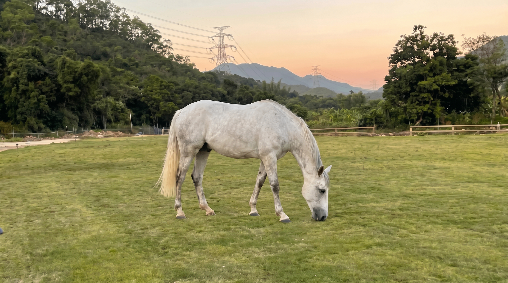 Horse grazing peacefully in a quiet green parkland